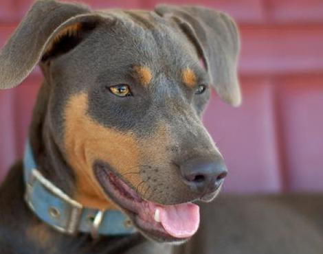 Blue Lacy Dog