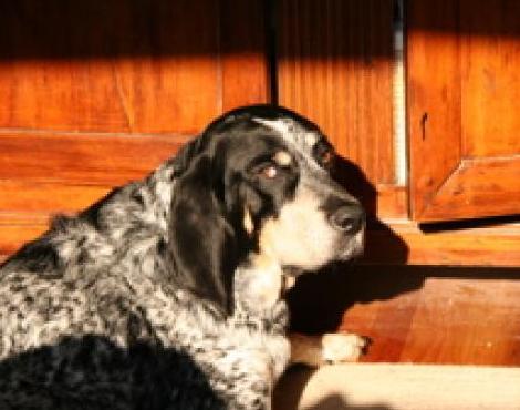 Bluetick Coonhound