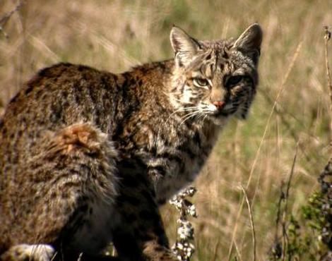 Bobcat