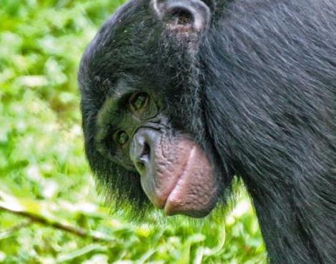 Bonobo