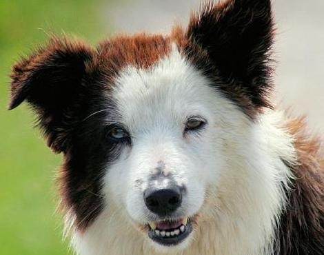 Border Collie