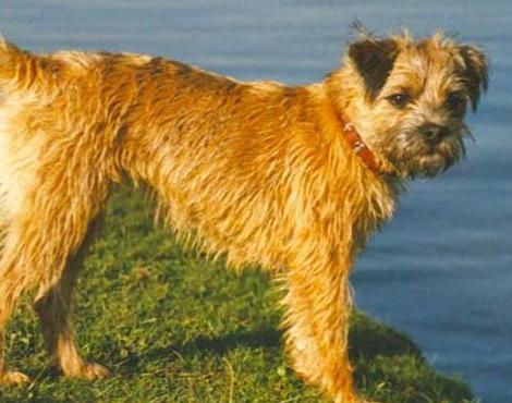 Border Terrier