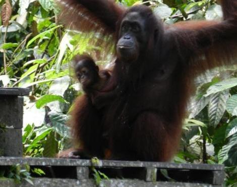 Bornean Orang-utan