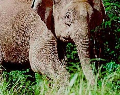 Borneo Elephant