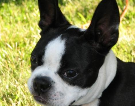 Boston Terrier