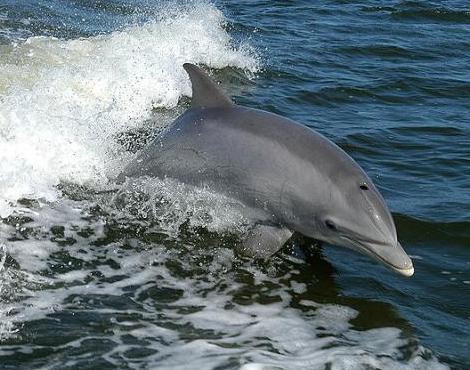 Bottle Nosed Dolphin