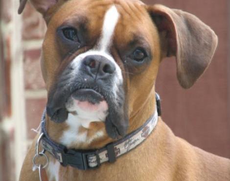 Boxer Dog