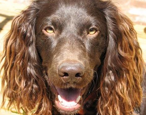 Boykin Spaniel