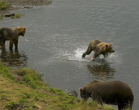 Brown Bear