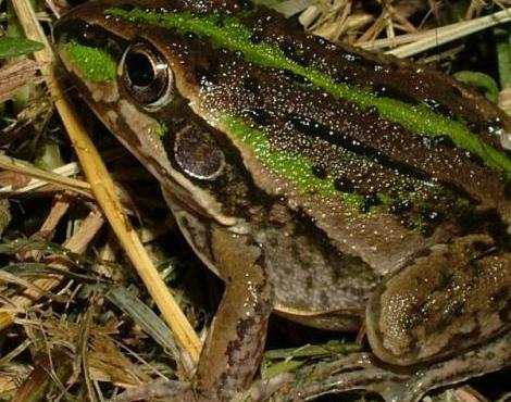 Burrowing Frog