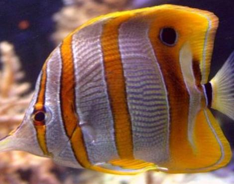 Butterfly Fish