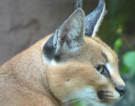 Caracal