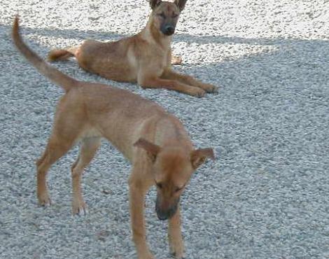 Carolina Dog