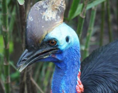 Cassowary