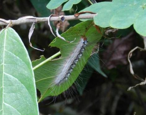 Caterpillar