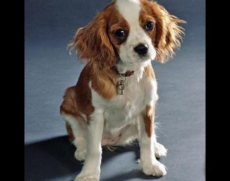 Cavalier King Charles Spaniel