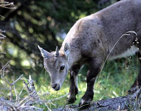 Chamois