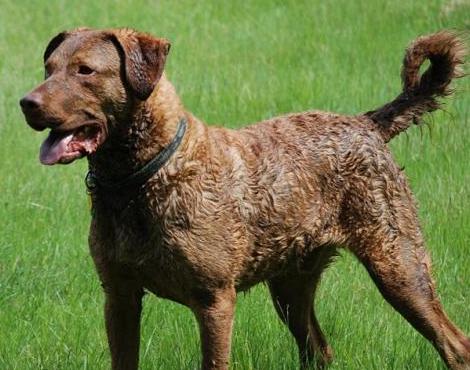 Chesapeake Bay Retriever