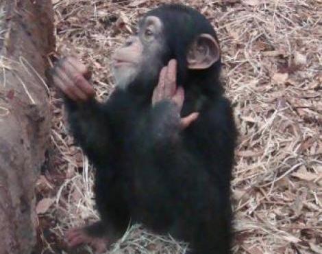 Chimpanzee