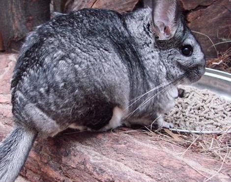 Chinchilla