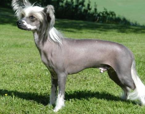 Chinese Crested Dog