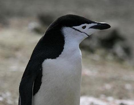 Chinstrap Penguin