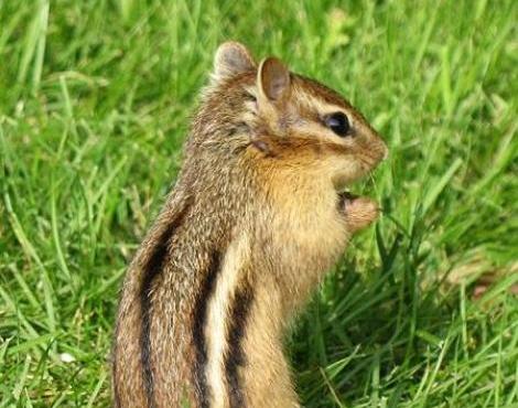 Chipmunk