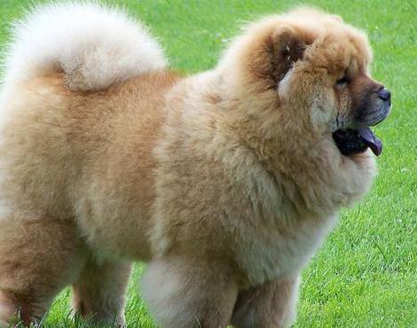 Chow Chow