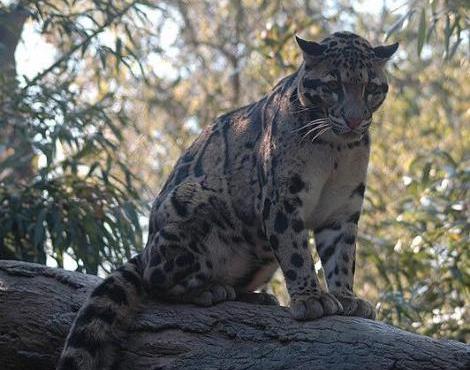 Clouded Leopard