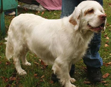 Clumber Spaniel