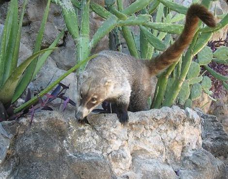 Coati