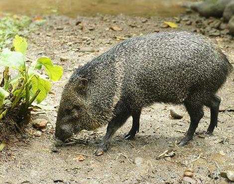 Collared Peccary