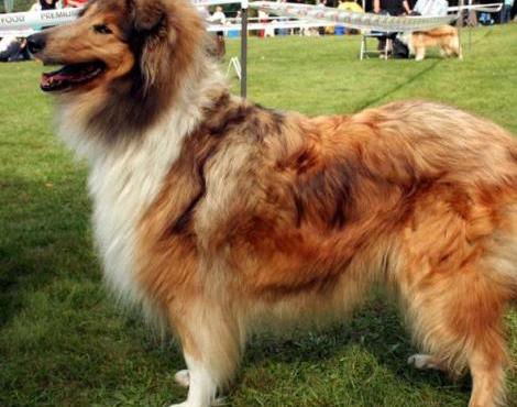 Collie