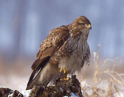 Common Buzzard