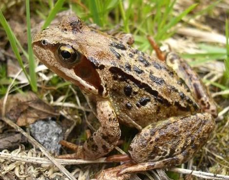 Common Frog