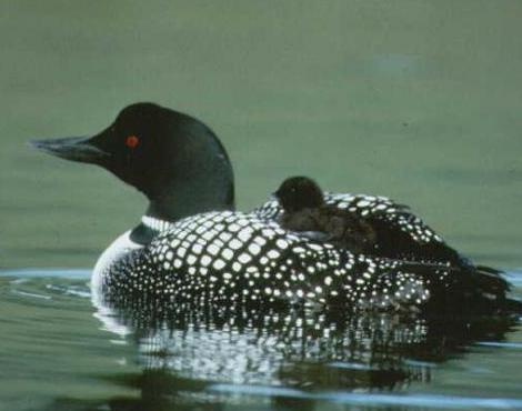 Common Loon