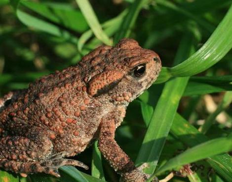 Common Toad