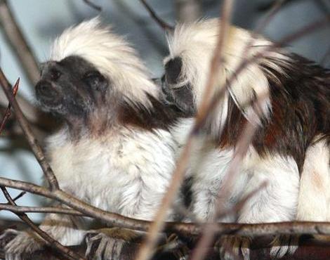 Cottontop Tamarin