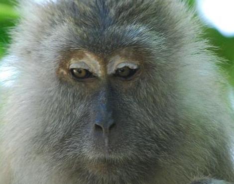 Crab-Eating Macaque