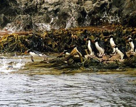 Crested Penguin