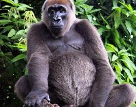 Cross River Gorilla