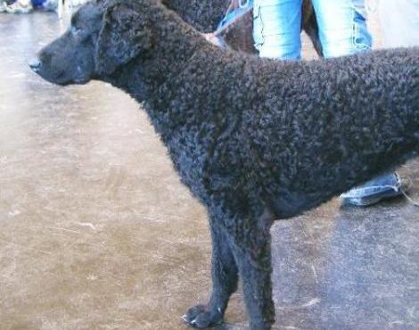 Curly Coated Retriever