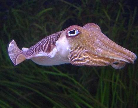 Cuttlefish