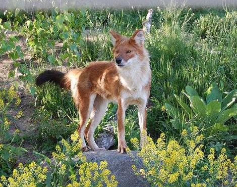 Dhole