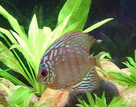 Discus