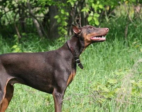 Doberman Pinscher