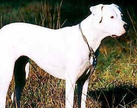 Dogo Argentino