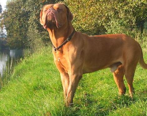 Dogue De Bordeaux