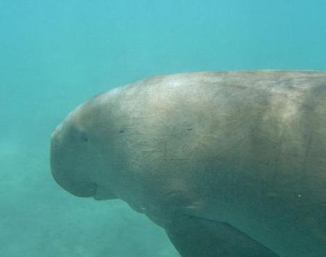 Dugong