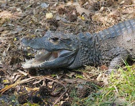 Dwarf Crocodile